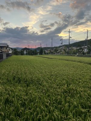 Iwakura Rice Fields