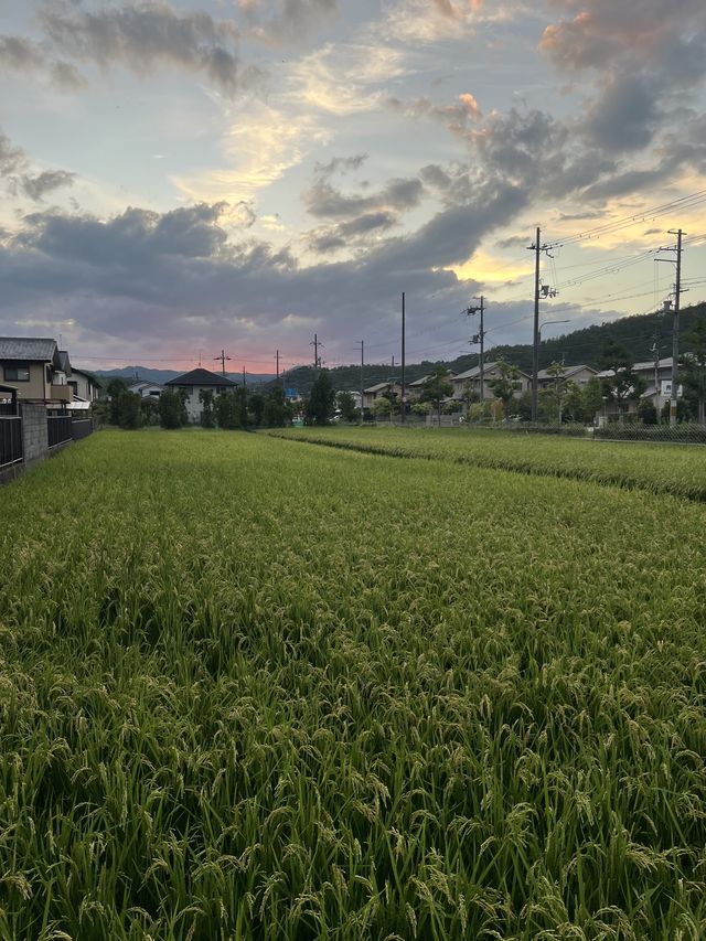 Iwakura Rice Fields